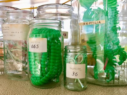 New Biodiversity 2 - EEF - Reptiles of plastic waste