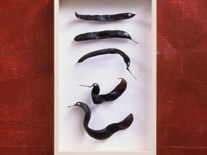 Carolien Adriaansche Collection of fish
