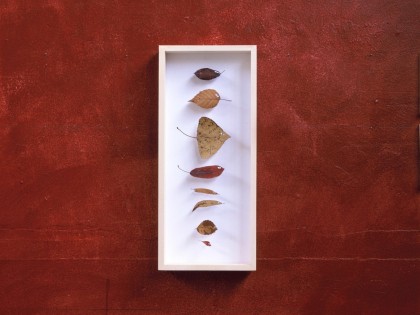 Carolien Adriaansche Collection of fish