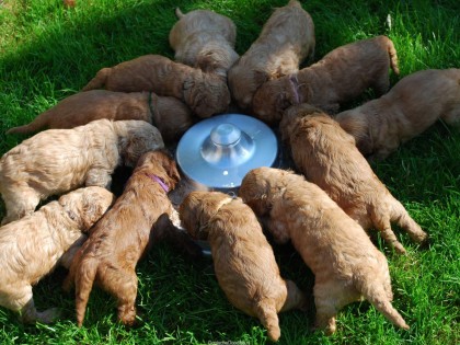 Gooische Pups