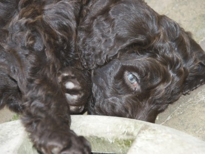 Gooische Pups