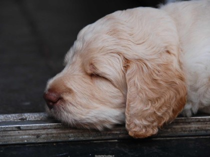 Gooische Pups