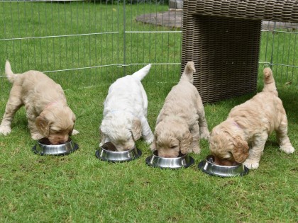 Gooische Pups