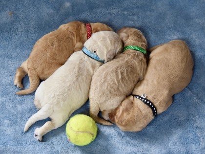 Gooische Pups