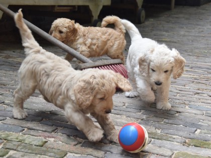 Gooische Pups