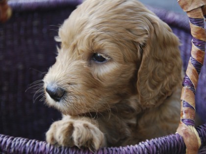 Gooische Pups