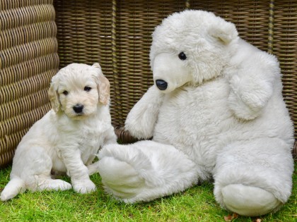 Gooische Pups
