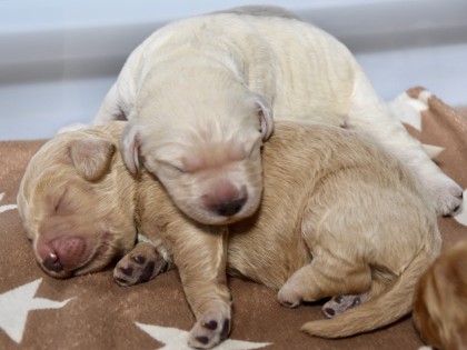 Gooische Pups