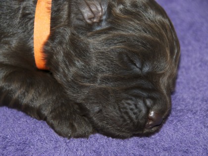 Gooische Pups