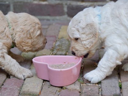 Gooische Pups