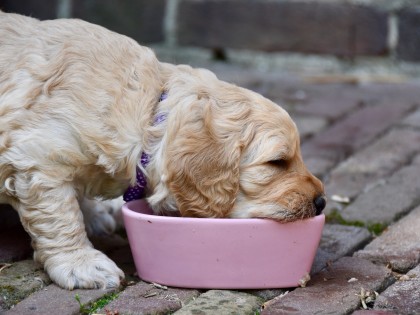 Gooische Pups