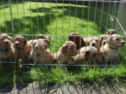 Gooische Pups