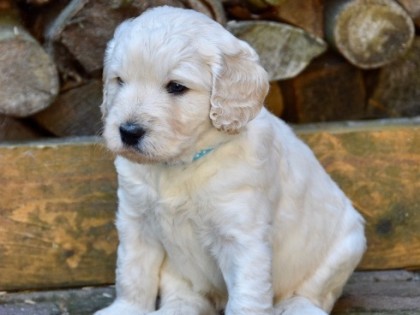Gooische Pups