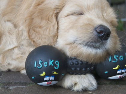 Gooische Pups