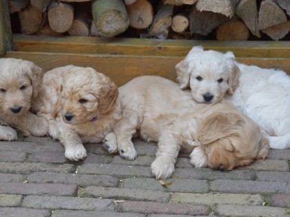 Gooische Pups