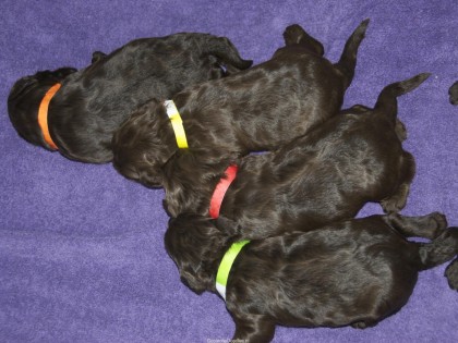 Gooische Pups