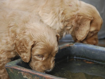 Gooische Pups