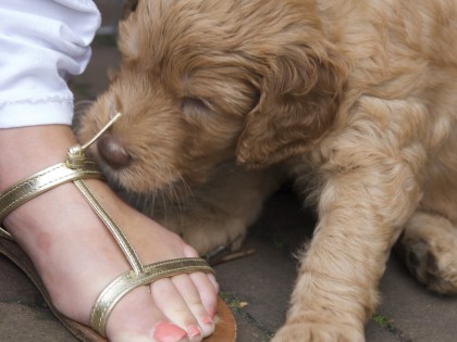 Gooische Pups