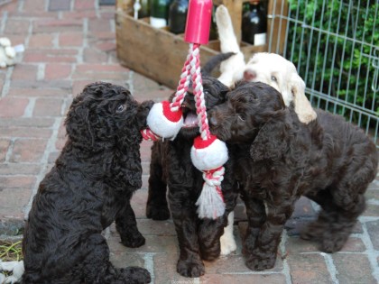 Gooische Pups