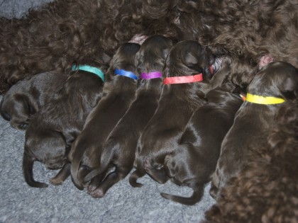 Gooische Pups