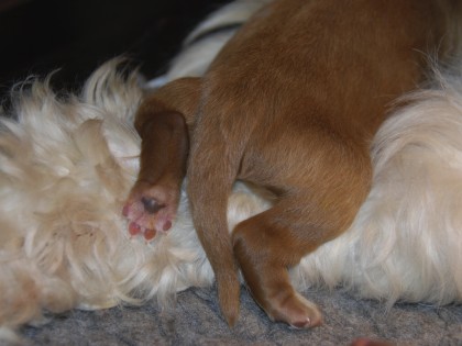 Gooische Pups