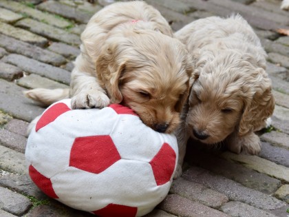Gooische Pups