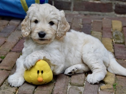 Gooische Pups