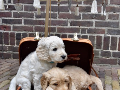 Gooische Pups