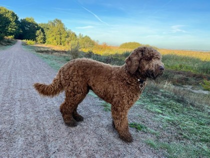 Oscar
