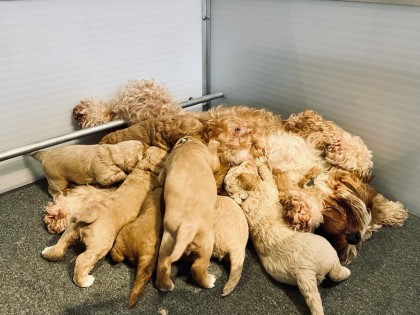Evi heeft pups