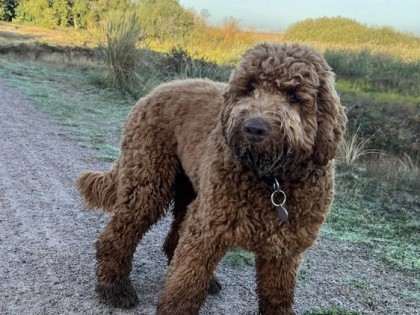 Oscar