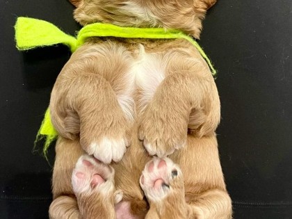 Evi heeft pups
