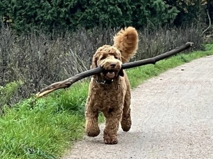 Oscar