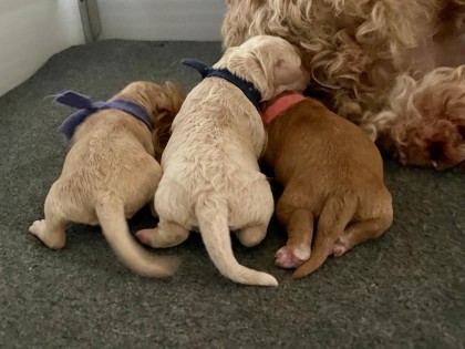 Evi heeft pups