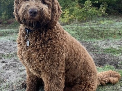 Oscar