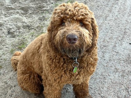 Oscar