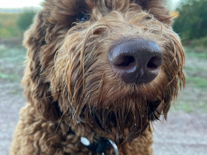 Oscar