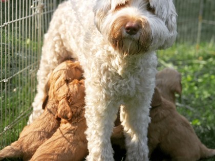 Nest Dot-Frits