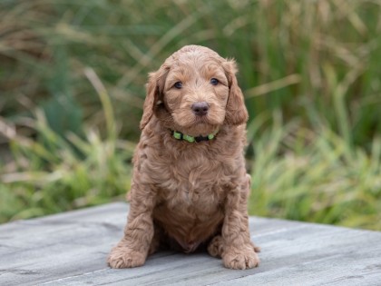 Oscar