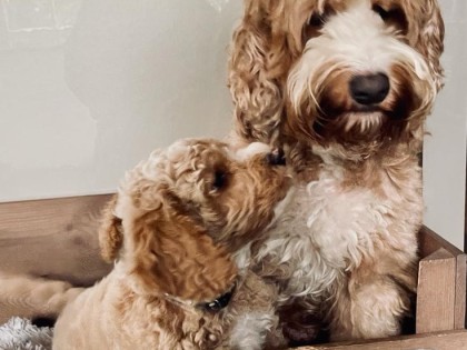 Evi heeft pups