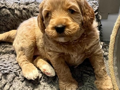 Evi heeft pups