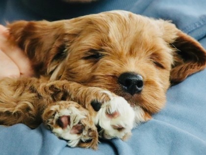 Evi heeft pups