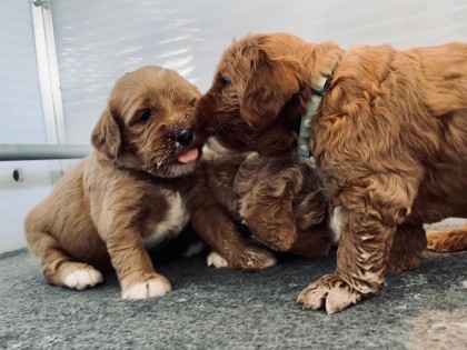 Evi heeft pups