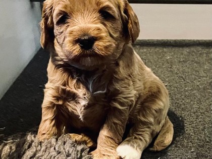 Evi heeft pups