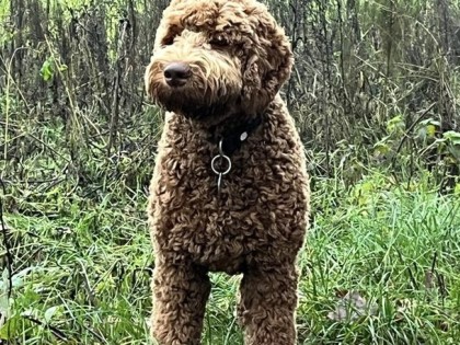 Oscar