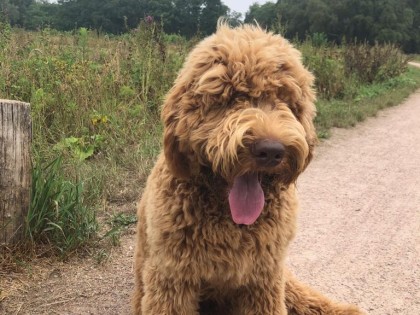 Oscar