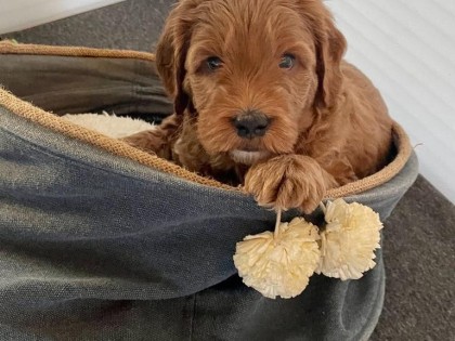 Evi heeft pups