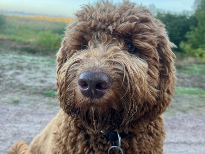 Oscar