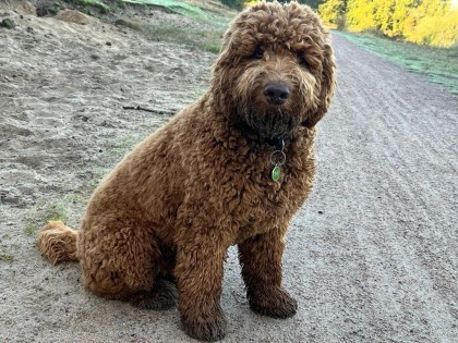 Oscar