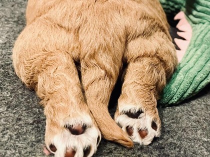 Evi heeft pups